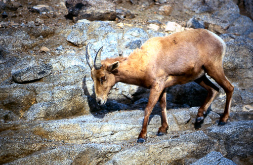 palm-springs--joshua-tree-np-scan-22_452225567_o.jpg palm-springs--joshua-tree-np-scan-22_452225567_o.jpg