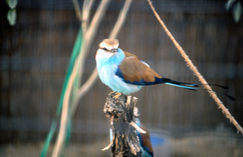 palm-springs--joshua-tree-np-scan-23_452227439_o.jpg palm-springs--joshua-tree-np-scan-23_452227439_o.jpg