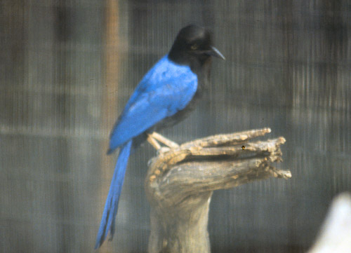 palm-springs--joshua-tree-np-scan-25_452229855_o.jpg palm-springs--joshua-tree-np-scan-25_452229855_o.jpg