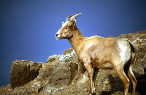 palm-springs--joshua-tree-np-scan-27_452233475_o.jpg palm-springs--joshua-tree-np-scan-27_452233475_o.jpg