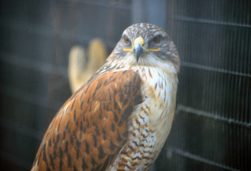 palm-springs--joshua-tree-np-scan-28_452235131_o.jpg palm-springs--joshua-tree-np-scan-28_452235131_o.jpg