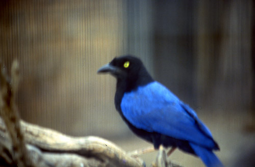 palm-springs--joshua-tree-np-scan-30_452239493_o.jpg palm-springs--joshua-tree-np-scan-30_452239493_o.jpg