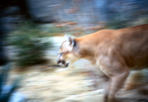 palm-springs--joshua-tree-np-scan-31_452225714_o.jpg palm-springs--joshua-tree-np-scan-31_452225714_o.jpg