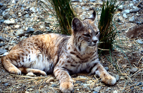 palm-springs--joshua-tree-np-scan-32_452243315_o.jpg palm-springs--joshua-tree-np-scan-32_452243315_o.jpg