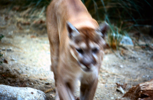 palm-springs--joshua-tree-np-scan-33_452229682_o.jpg palm-springs--joshua-tree-np-scan-33_452229682_o.jpg