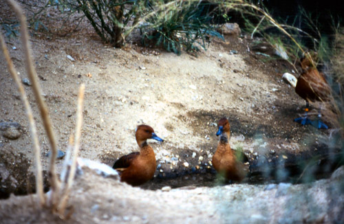 palm-springs--joshua-tree-np-scan-34_452246697_o.jpg palm-springs--joshua-tree-np-scan-34_452246697_o.jpg