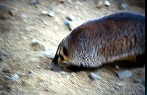 palm-springs--joshua-tree-np-scan-35_452248805_o.jpg palm-springs--joshua-tree-np-scan-35_452248805_o.jpg