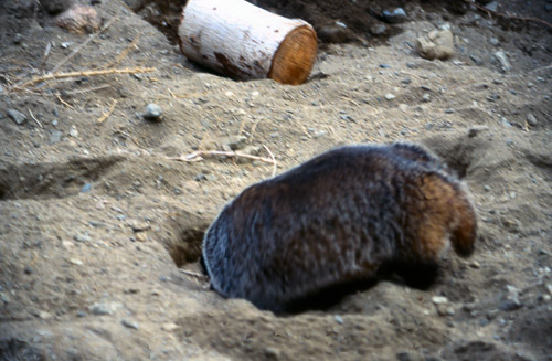 palm-springs--joshua-tree-np-scan-36_452250575_o.jpg palm-springs--joshua-tree-np-scan-36_452250575_o.jpg