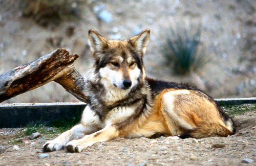 palm-springs--joshua-tree-np-scan-38_452236608_o.jpg palm-springs--joshua-tree-np-scan-38_452236608_o.jpg