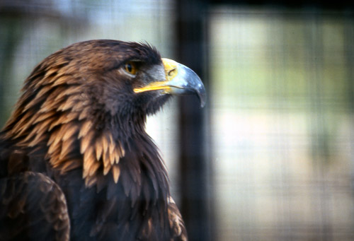 palm-springs--joshua-tree-np-scan-39_452238210_o.jpg palm-springs--joshua-tree-np-scan-39_452238210_o.jpg
