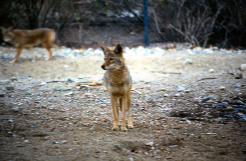 palm-springs--joshua-tree-np-scan-40_452239776_o.jpg palm-springs--joshua-tree-np-scan-40_452239776_o.jpg