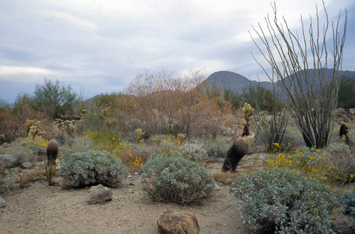 palm-springs--joshua-tree-np-scan-41_452257183_o.jpg palm-springs--joshua-tree-np-scan-41_452257183_o.jpg