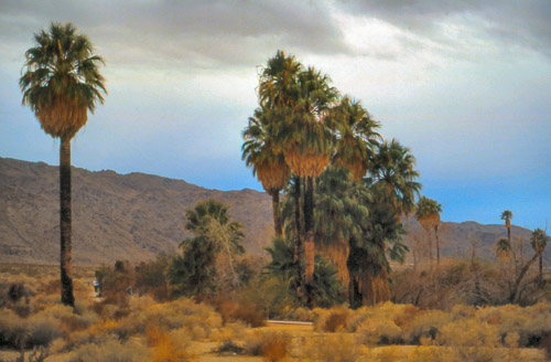 palm-springs--joshua-tree-np-scan-45_452247584_o.jpg palm-springs--joshua-tree-np-scan-45_452247584_o.jpg