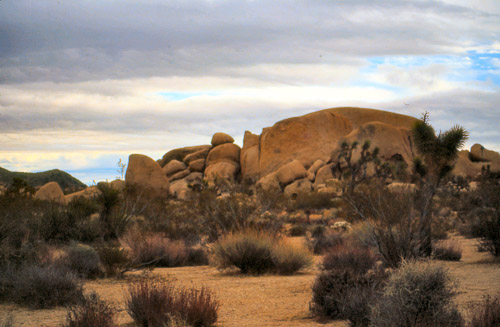 palm-springs--joshua-tree-np-scan-47_452251322_o.jpg palm-springs--joshua-tree-np-scan-47_452251322_o.jpg