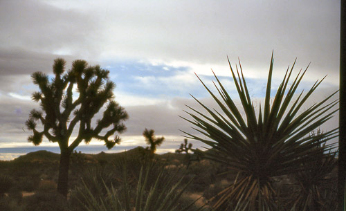 palm-springs--joshua-tree-np-scan-48_452253240_o.jpg palm-springs--joshua-tree-np-scan-48_452253240_o.jpg