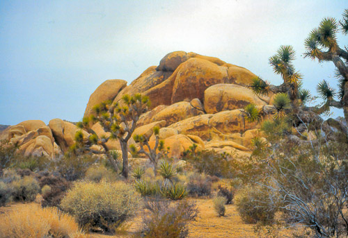 palm-springs--joshua-tree-np-scan-49_452255550_o.jpg palm-springs--joshua-tree-np-scan-49_452255550_o.jpg