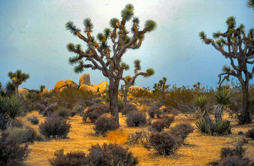 palm-springs--joshua-tree-np-scan-50_452257800_o.jpg palm-springs--joshua-tree-np-scan-50_452257800_o.jpg