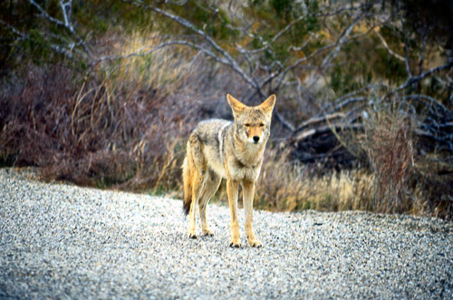 palm-springs--joshua-tree-np-scan-51_452260006_o.jpg palm-springs--joshua-tree-np-scan-51_452260006_o.jpg