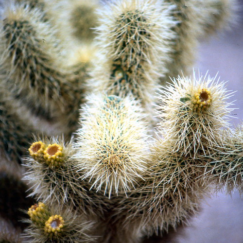 Joshua Tree National Park