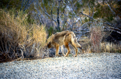 palm-springs--joshua-tree-np-scan-53_452281195_o.jpg palm-springs--joshua-tree-np-scan-53_452281195_o.jpg