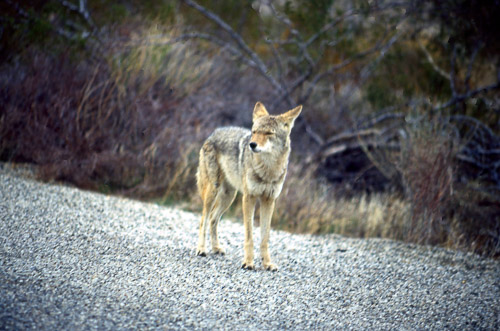 palm-springs--joshua-tree-np-scan-54_452266302_o.jpg palm-springs--joshua-tree-np-scan-54_452266302_o.jpg