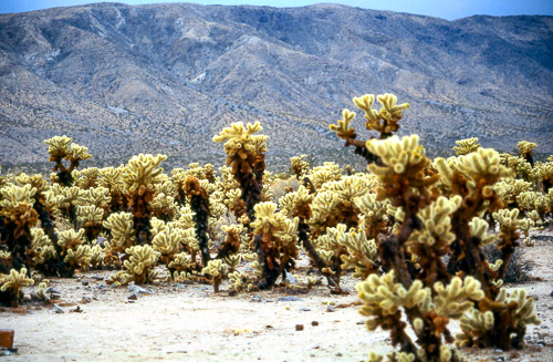 palm-springs--joshua-tree-np-scan-56_452287605_o.jpg palm-springs--joshua-tree-np-scan-56_452287605_o.jpg