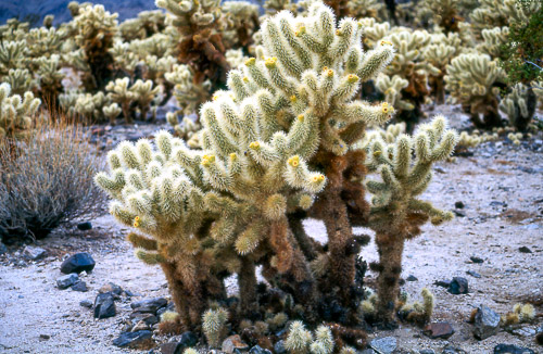 palm-springs--joshua-tree-np-scan-57_452273472_o.jpg palm-springs--joshua-tree-np-scan-57_452273472_o.jpg