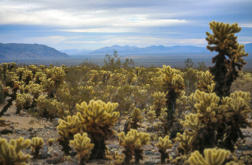 palm-springs--joshua-tree-np-scan-58_452292029_o.jpg palm-springs--joshua-tree-np-scan-58_452292029_o.jpg