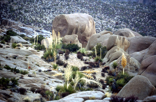 palm-springs--joshua-tree-np-scan-60_452295755_o.jpg palm-springs--joshua-tree-np-scan-60_452295755_o.jpg