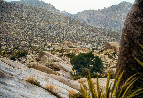 palm-springs--joshua-tree-np-scan-61_452281004_o.jpg palm-springs--joshua-tree-np-scan-61_452281004_o.jpg