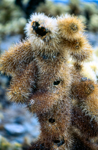 palm-springs--joshua-tree-np-scan-62_452300105_o.jpg palm-springs--joshua-tree-np-scan-62_452300105_o.jpg