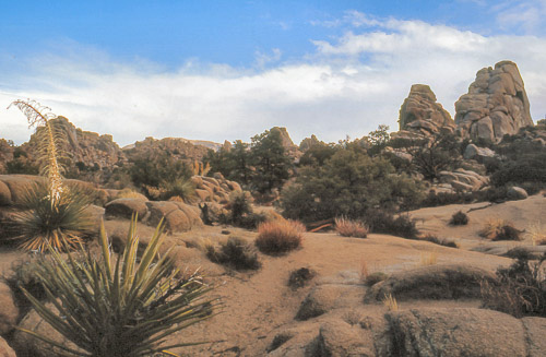 palm-springs--joshua-tree-np-scan-63_452301679_o.jpg palm-springs--joshua-tree-np-scan-63_452301679_o.jpg