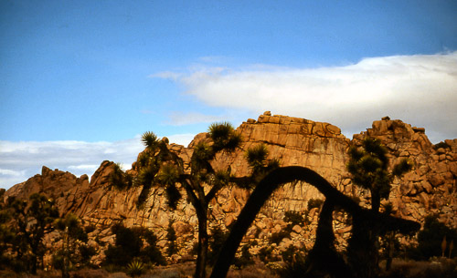 palm-springs--joshua-tree-np-scan-64_452303591_o.jpg palm-springs--joshua-tree-np-scan-64_452303591_o.jpg