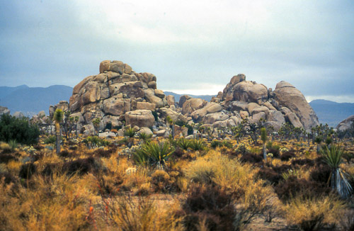 palm-springs--joshua-tree-np-scan-65_452288458_o.jpg palm-springs--joshua-tree-np-scan-65_452288458_o.jpg