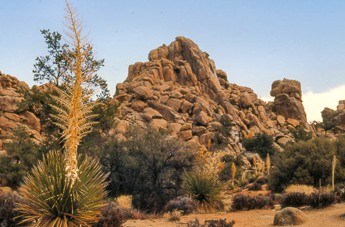 palm-springs--joshua-tree-np-scan-69_452314245_o.jpg palm-springs--joshua-tree-np-scan-69_452314245_o.jpg