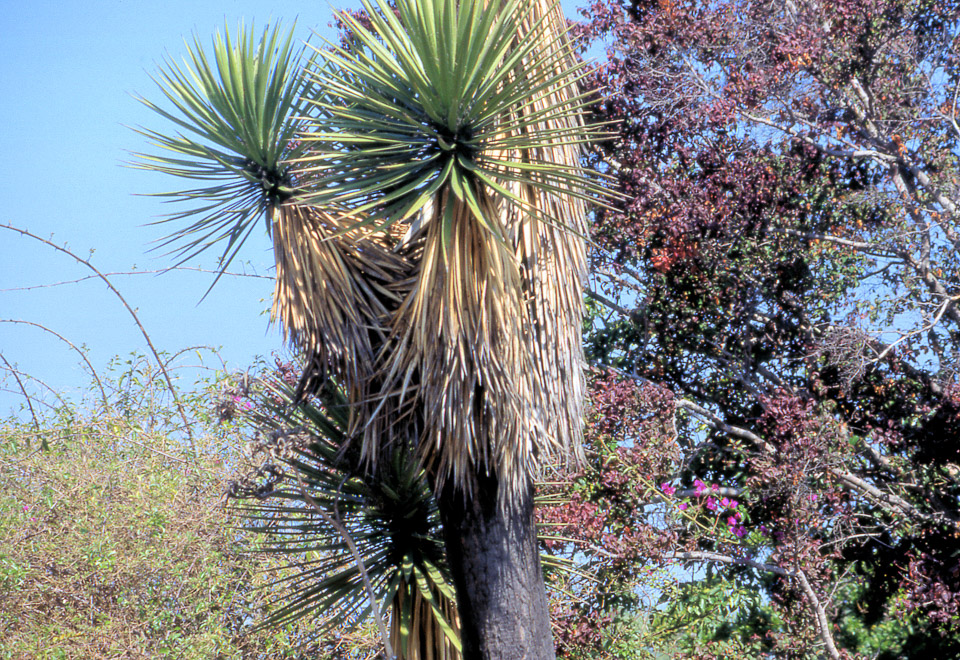 san-diego-1990-10_716610999_o.jpg