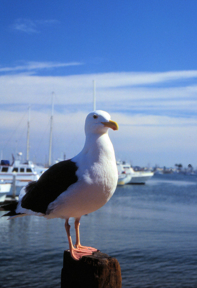 san-diego-1990-21_725771719_o.jpg