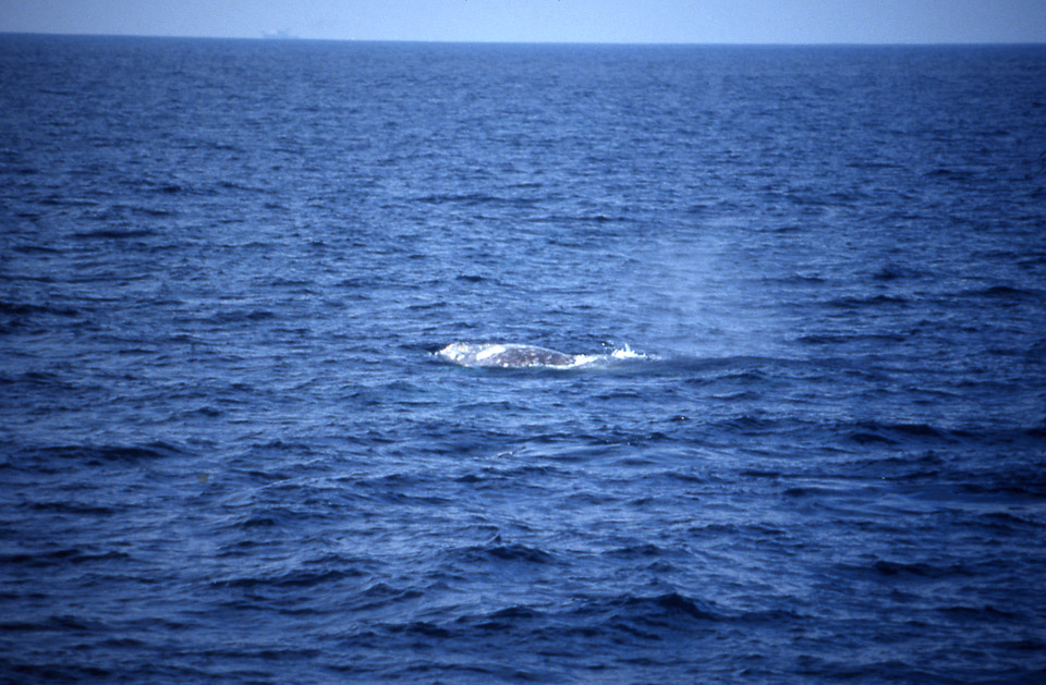 san-diego-1990-32_726869886_o.jpg