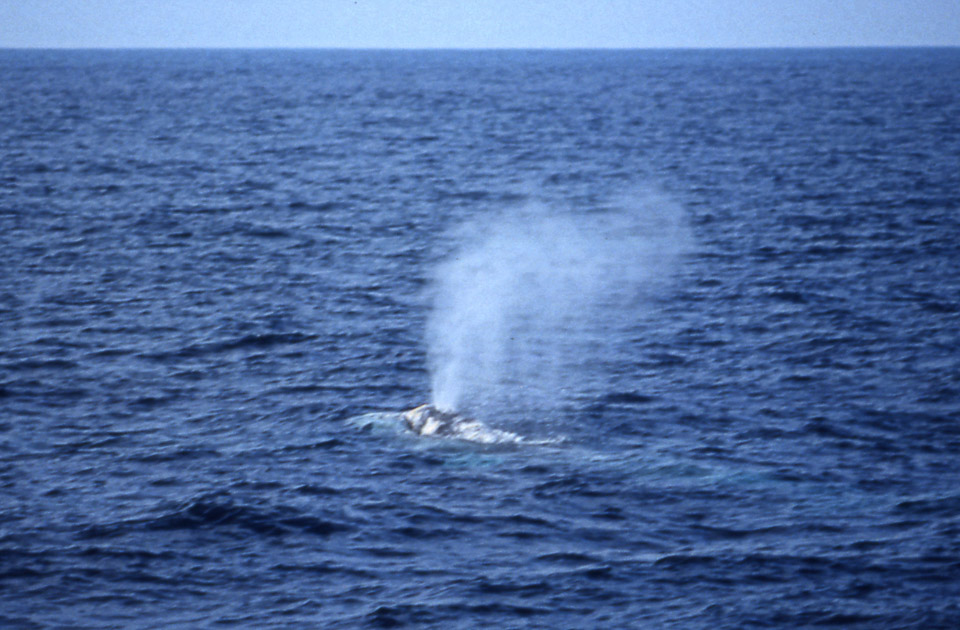 san-diego-1990-53_726265815_o.jpg