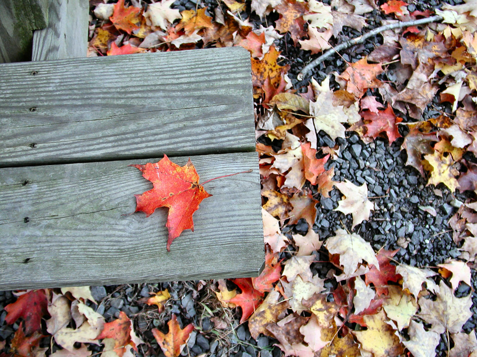 Connecticut-in-Autumn---3.jpg