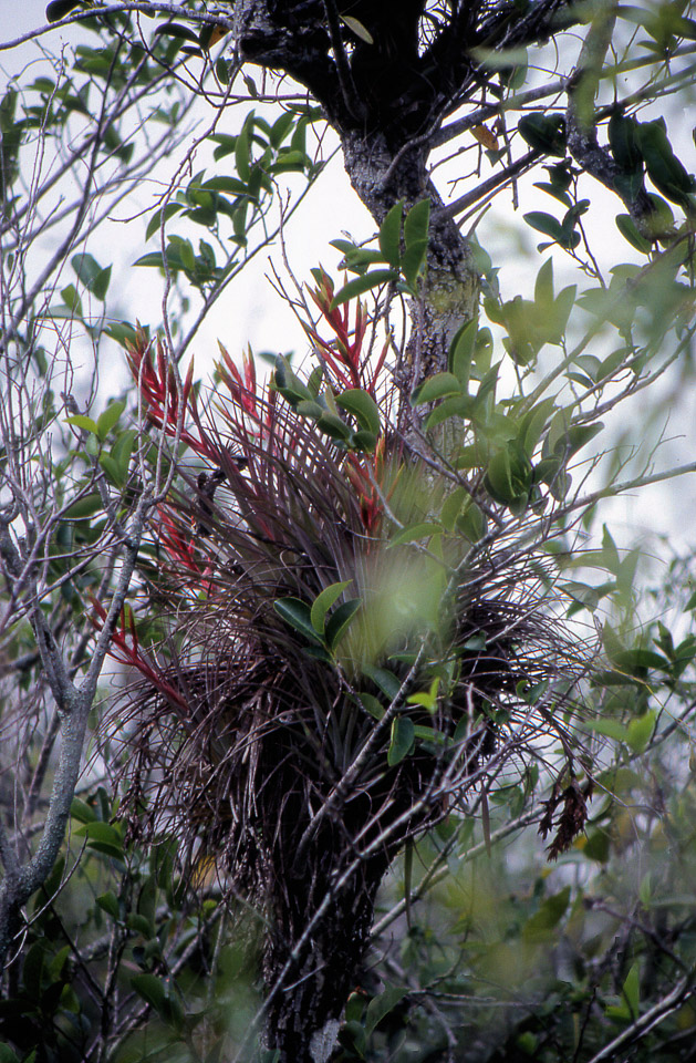 florida-keys--everglades-003_536092858_o.jpg