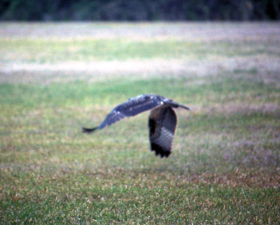 florida-keys--everglades-006_536098234_o_v1.jpg