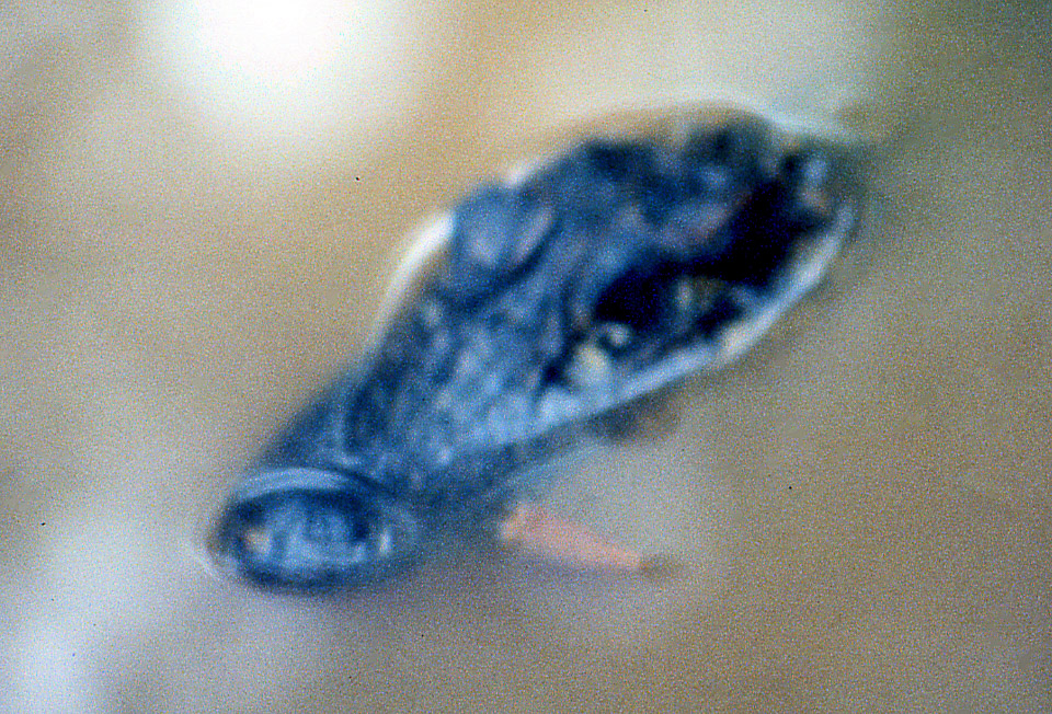 florida-keys--everglades-024_536248231_o.jpg
