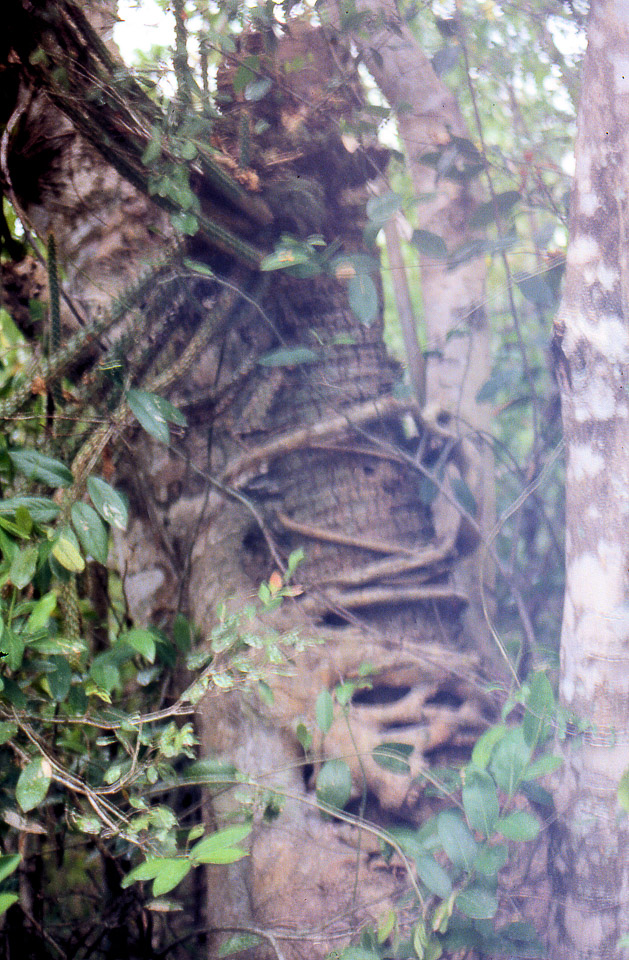 florida-keys--everglades-027_536140956_o.jpg