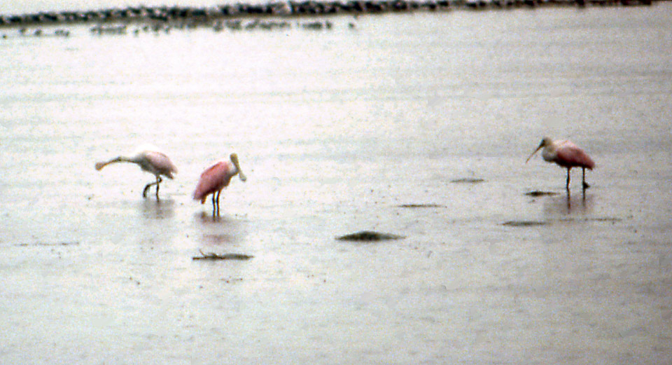 florida-keys--everglades-028_536258607_o_v1.jpg