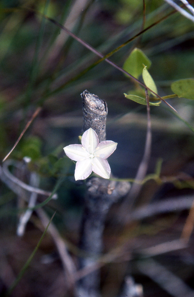 florida-keys--everglades-032_536268771_o_v1.jpg