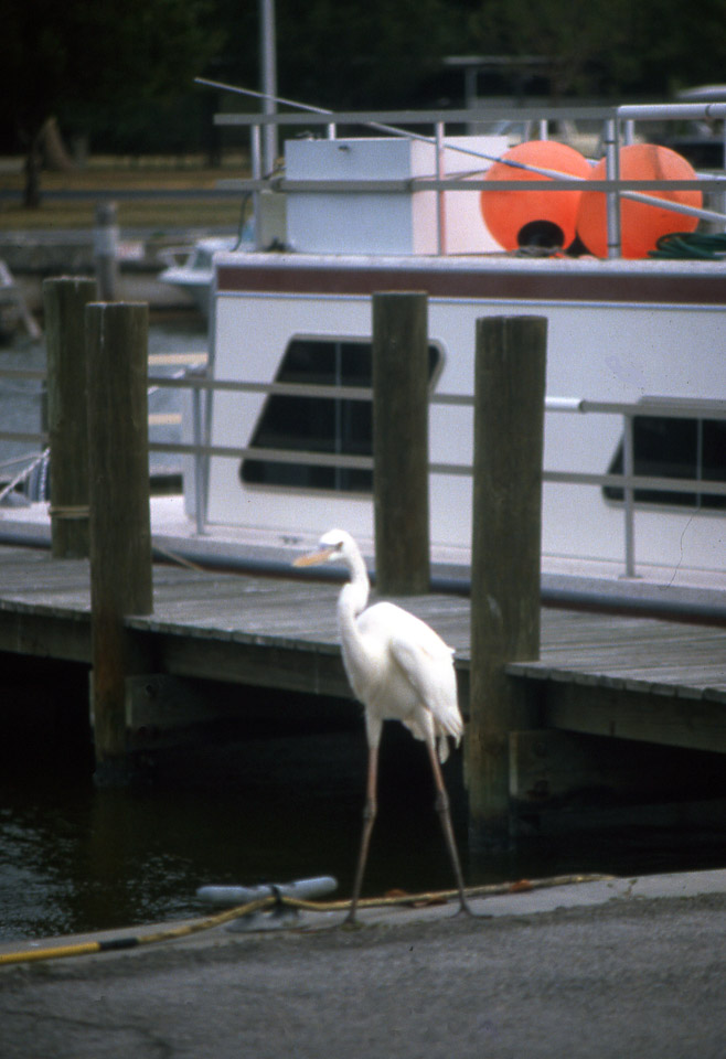 florida-keys--everglades-037_536271023_o.jpg
