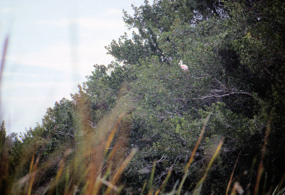 florida-keys--everglades-039_536155344_o.jpg