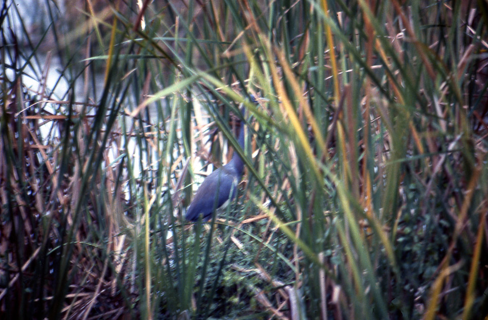 florida-keys--everglades-040_536272721_o.jpg