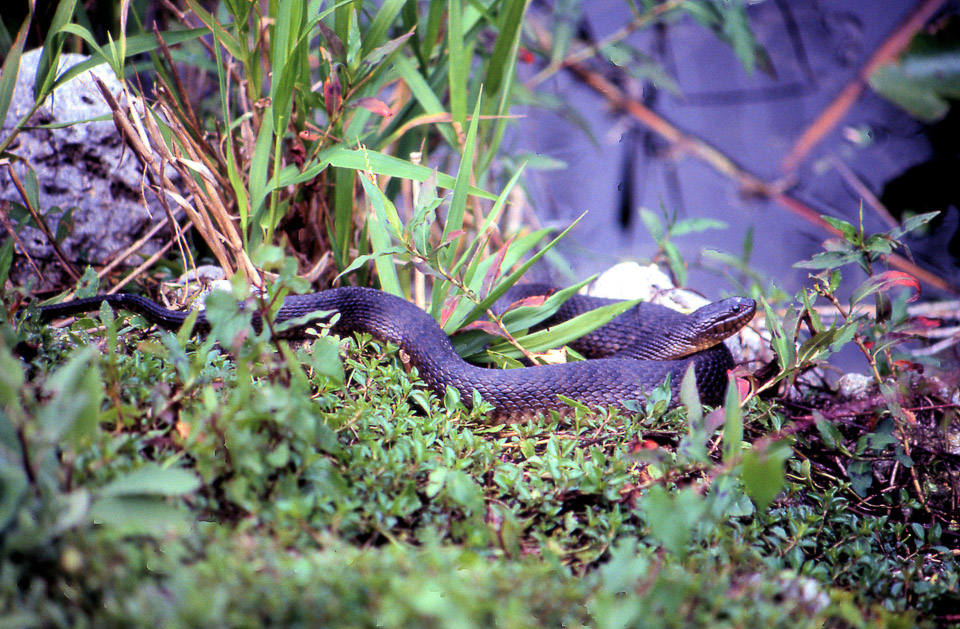 florida-keys--everglades-050_536276553_o.jpg